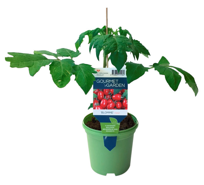 Tomatplanter mix i 11 cm potte